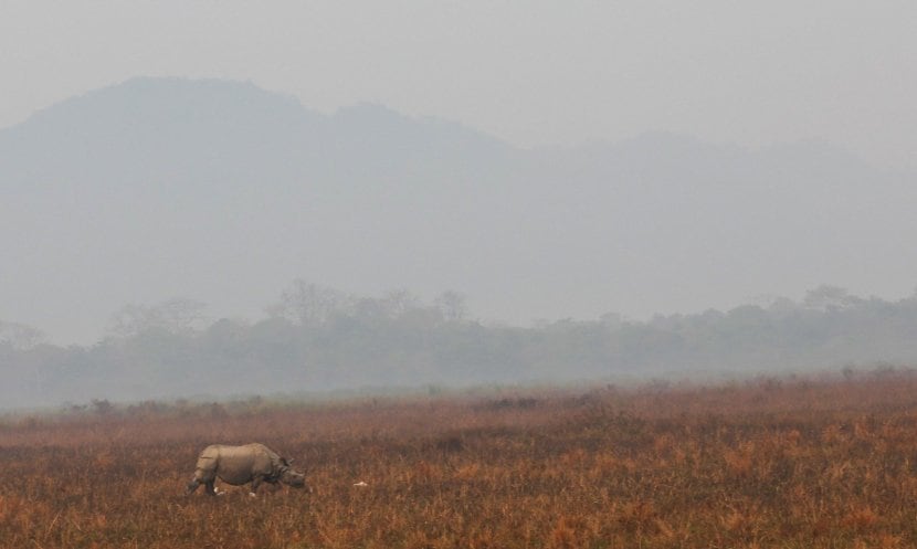 pm narendra modi enjoy jungle safari takes elephant ride at assams kaziranga national park