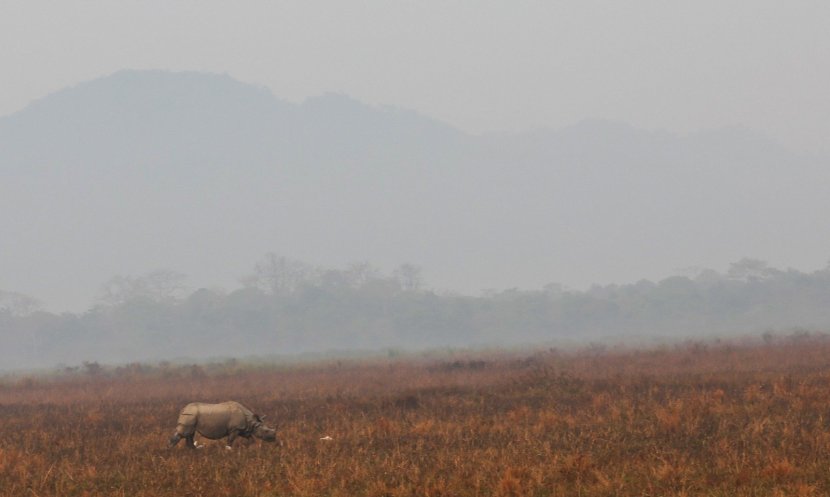 pm narendra modi enjoy jungle safari takes elephant ride at assams kaziranga national park