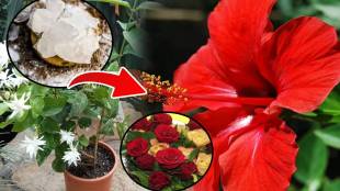 Use One Fitkari in 30 days Your Gulab Jaswandi Mogara Plant Will Be Full With Flowers Money Saving Gardening Hacks in Marathi