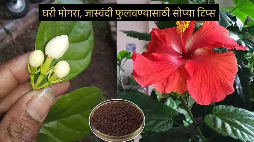 Use One Fitkari in 30 days Your Gulab Jaswandi Mogara Plant Will Be Full With Flowers Money Saving Gardening Hacks in Marathi