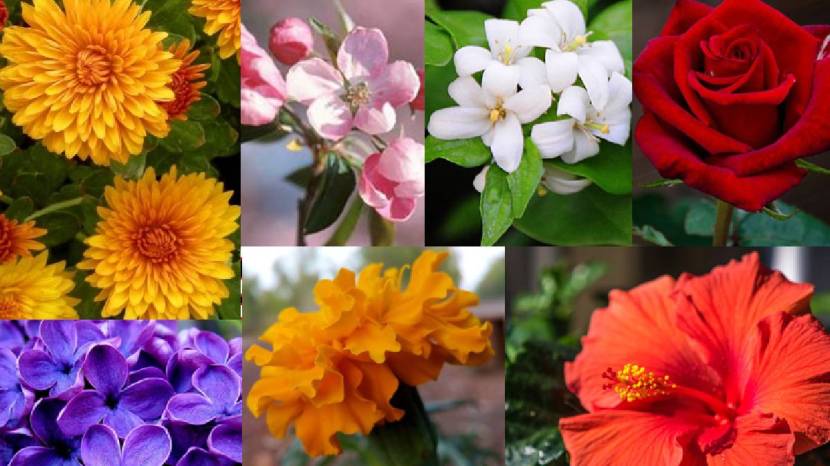 Use One Fitkari in 30 days Your Gulab Jaswandi Mogara Plant Will Be Full With Flowers Money Saving Gardening Hacks in Marathi