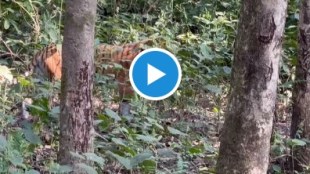 Terrifying Video of Tiger