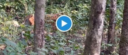 Terrifying Video of Tiger
