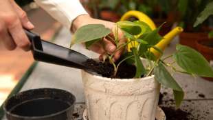 Gardening Tips For Beginners In India