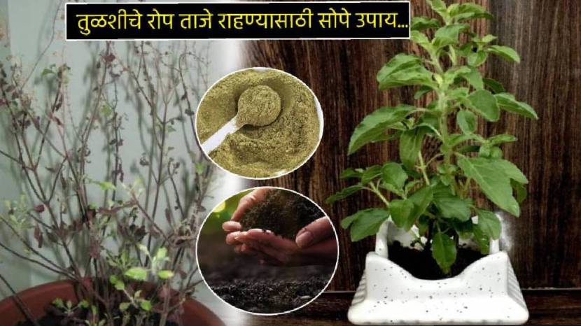 Marathi Gardening Tips For Tulsi Plant Add These Thing in Soil in Just Two Rupees New Plants Will Grow Tulasi Basil Leave Hacks