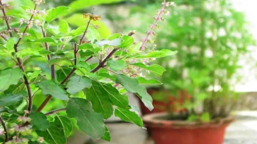 Marathi Gardening Tips For Tulsi Plant Add These Thing in Soil in Just Two Rupees New Plants Will Grow Tulasi Basil Leave Hacks