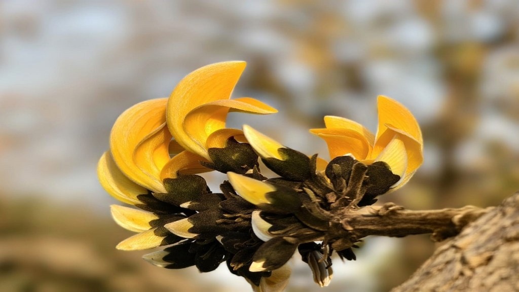 Butea monosperma flower