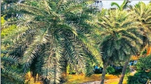 trees Thane-Belapur industrial city