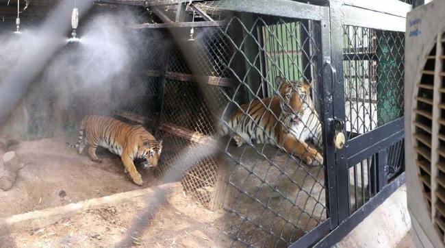 Rajiv Gandhi Zoological Park Installed air cooler and fogging machines For Animals To relief from heat