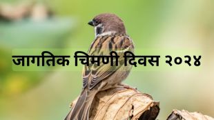 World Sparrow Day 2024 Tips to Conserve and Protect Birds in Marathi