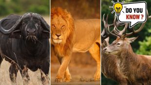 World wildlife day 2024 Endangered Indian animals