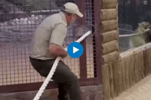 Zookeeper takes on lion in epic tug of war