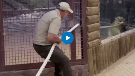 Zookeeper takes on lion in epic tug of war
