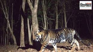 black tigers of Similipal