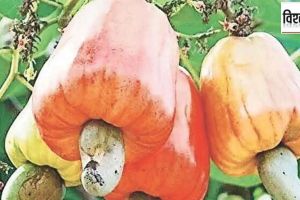 What caused decline in production of cashew nuts in Konkan Unseasonal rains along with the impact of low rates