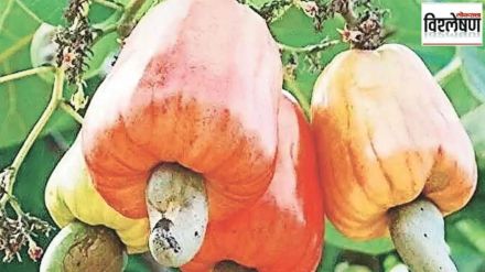 What caused decline in production of cashew nuts in Konkan Unseasonal rains along with the impact of low rates