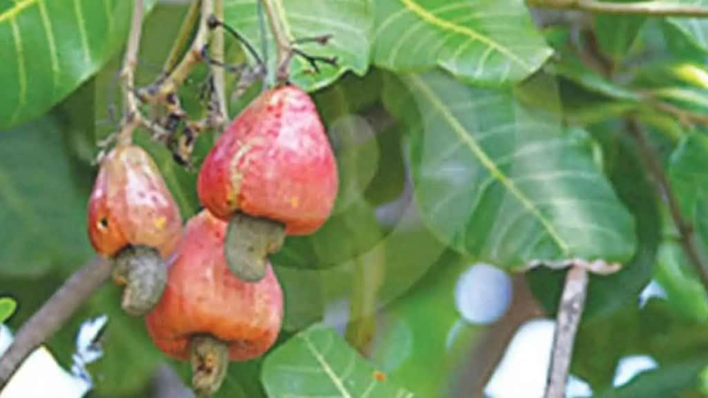 cashew farmer marathi news, konkan farmer marathi news