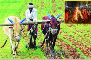 pune farmers marathi news, pune holi farmers marathi news, farmers disappointed on holi marathi news