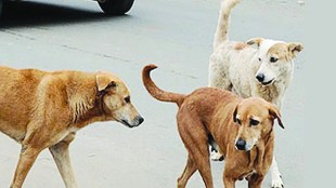 amravati, stray dog, stray dog bite, 15 thousand people