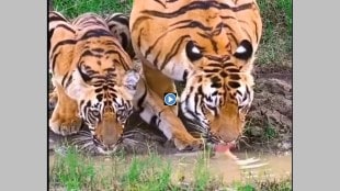 viral video of a tigress drinking water marathi news