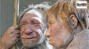 neanderthal hunters marathi news