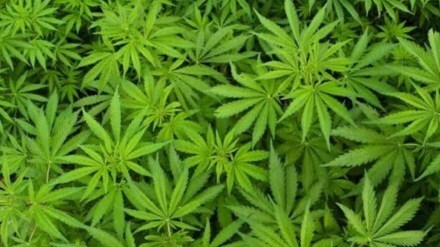 pune afu ganja farm marathi news, afu ganja farm at kirkatwadi pune