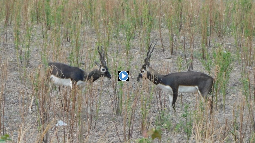 chandrapur district, safety rare blackbucks, rare blackbucks in danger