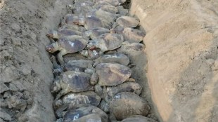 138 olive ridley sea tutle dead marathi news, andhra pradesh 138 olive ridley sea tutle found dead marathi news