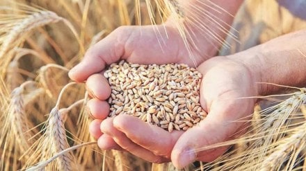 stock of wheat, lowest stock of wheat marathi news