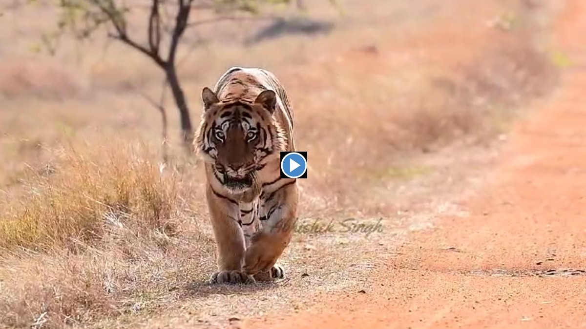 tadoba andhari tiger viral video marathi news, chota matka tiger viral video marathi news,