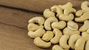 cashew nut, konkan farmers, low production of cashew konkan