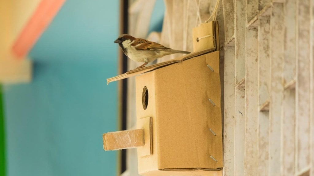pune, srinivasan services trust, sparrow conservation campaign