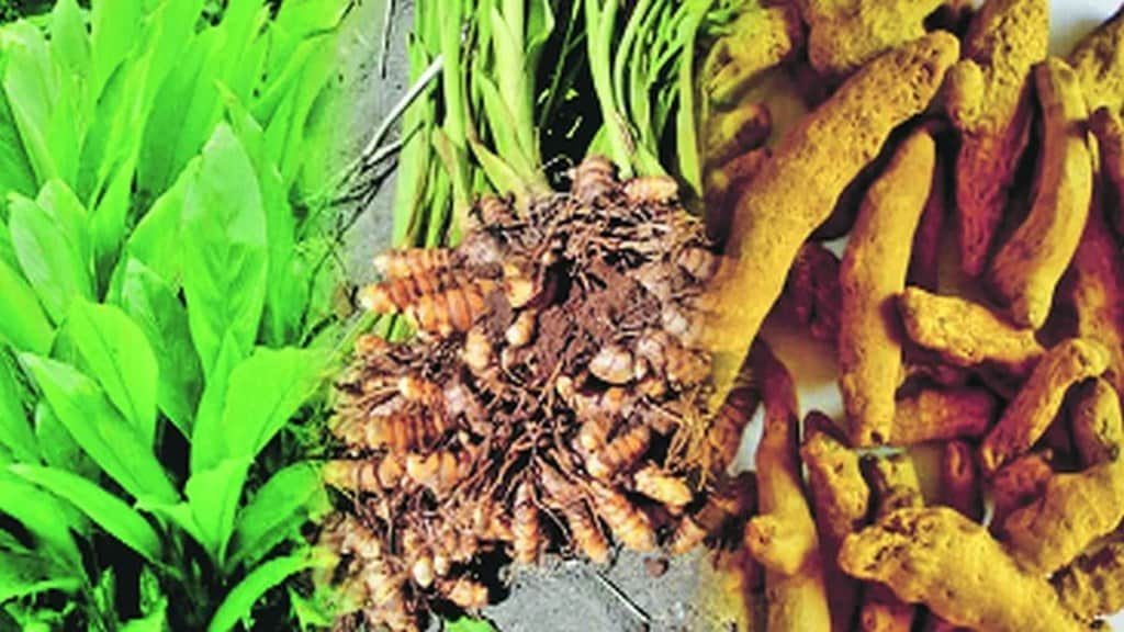 turmeric price per quintal marathi news, turmeric price sangli marathi news