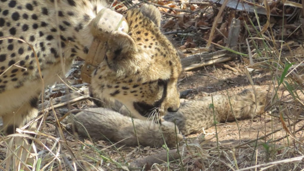 Cheetah gives birth to five cubs in Madhya Pradesh Kuno National Park