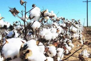 amravati, Cotton, Prices Surge, Vidarbha Markets, farmers, end of the season,