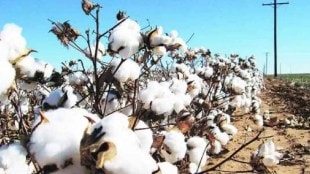 amravati, Cotton, Prices Surge, Vidarbha Markets, farmers, end of the season,