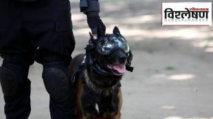 analysis belgian malinois dog prefer by indian army