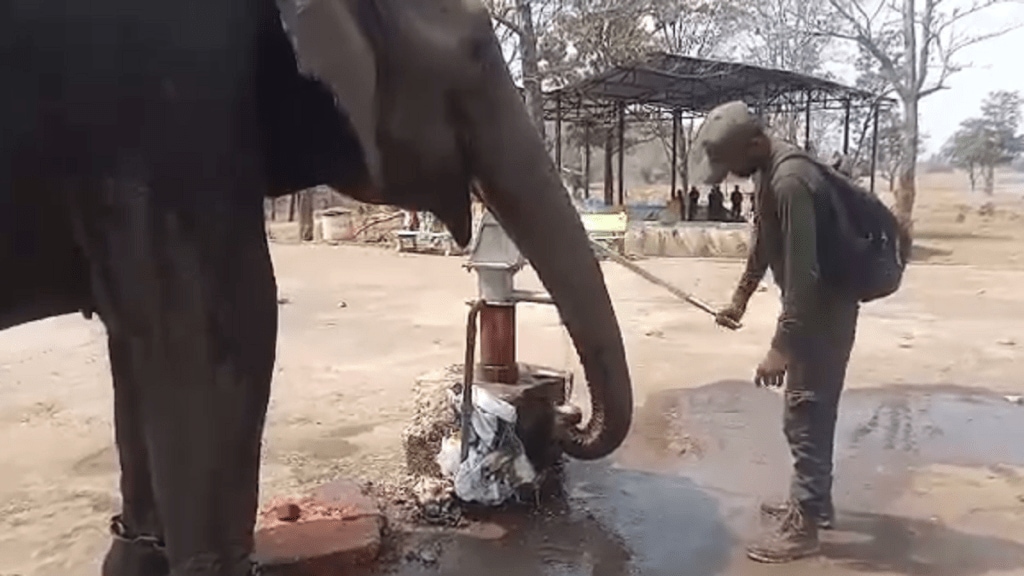 elephant drinking water gadchiroli district