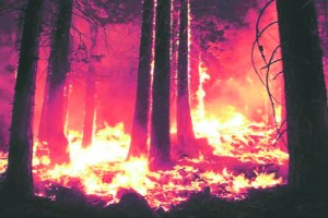 Gadchiroli district is worst affected by wildfires