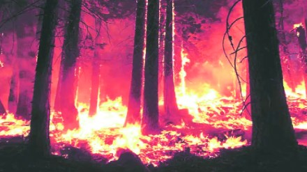 Gadchiroli district is worst affected by wildfires
