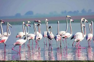 Navi Mumbai, municipal corporation, Flamingo Habitat, Threatened, Wetlands, Residential Complexes, Environmentalists, Development Plan, Sparks Outrage,