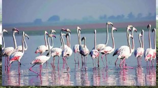 Navi Mumbai, municipal corporation, Flamingo Habitat, Threatened, Wetlands, Residential Complexes, Environmentalists, Development Plan, Sparks Outrage,
