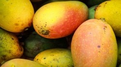 फळे विक्री उपकर बुडवणाऱ्यांवर कारवाई, एपीएमसी प्रशासनाचा निर्णय; प्रामुख्याने आंब्याच्या जातीचा उल्लेख करणे अनिवार्य