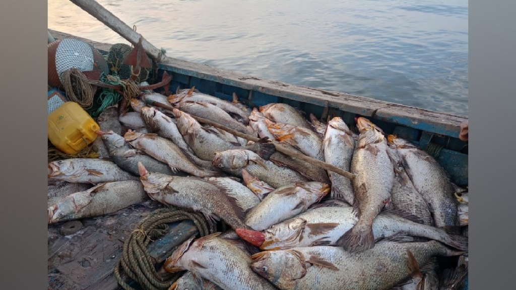 Dahanu, Fishermen, Catches, Ghol Fish, Worth Lakhs, Valuable, sea, marathi news,