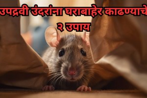 how to get rid of house rats tips