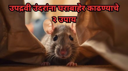 how to get rid of house rats tips