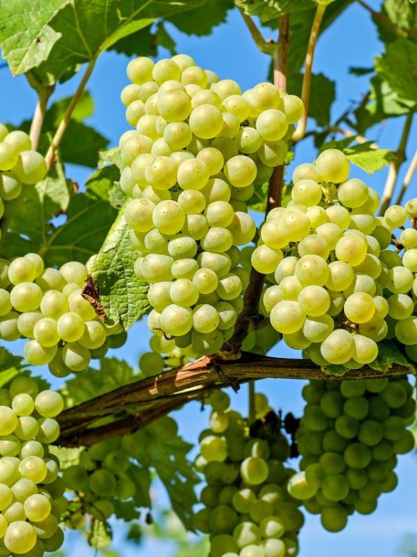 Summer special health benefits of grapes health tips in gujarati
