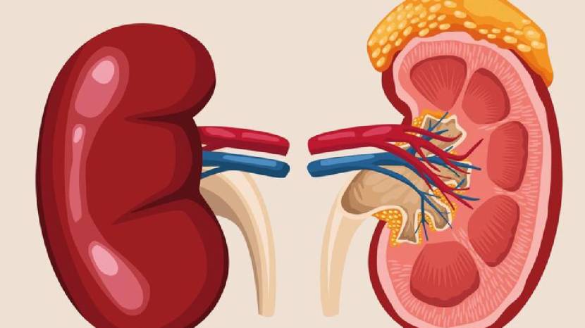 Kidney Health Human Can Survive With One Kidneys 