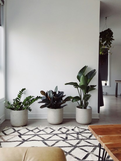 leafy-greens-for-your-home