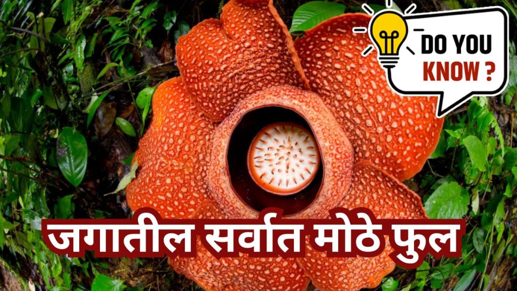 largest flower in the Rafflesia Arnoldian